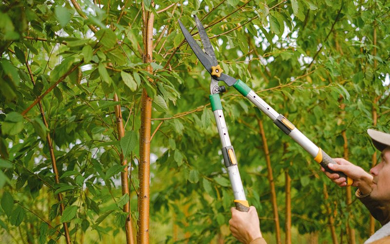 Tree trimming in Green Spring, WV